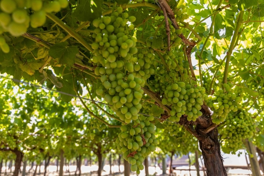 Grapevines with full bunches of green grapes