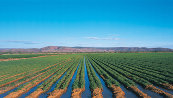 Watering chickpeas with Ord River irrigation
