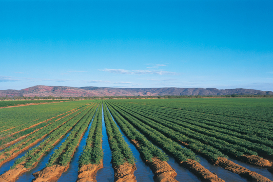 Watering chickpeas with Ord River irrigation