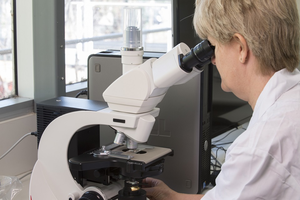 Scientist looking into microscope Scientist looking into microscope