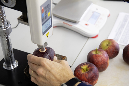 Lab technician analysing apples