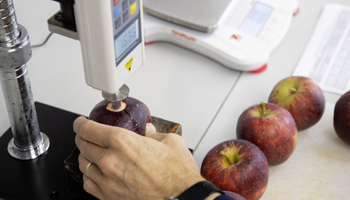 Lab technician analysing apples