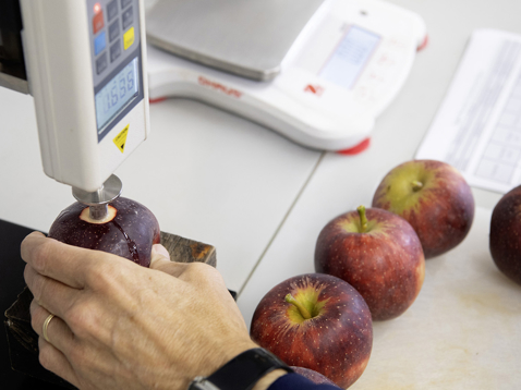 Lab technician analysing apples