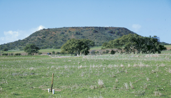 Paddock of pasture