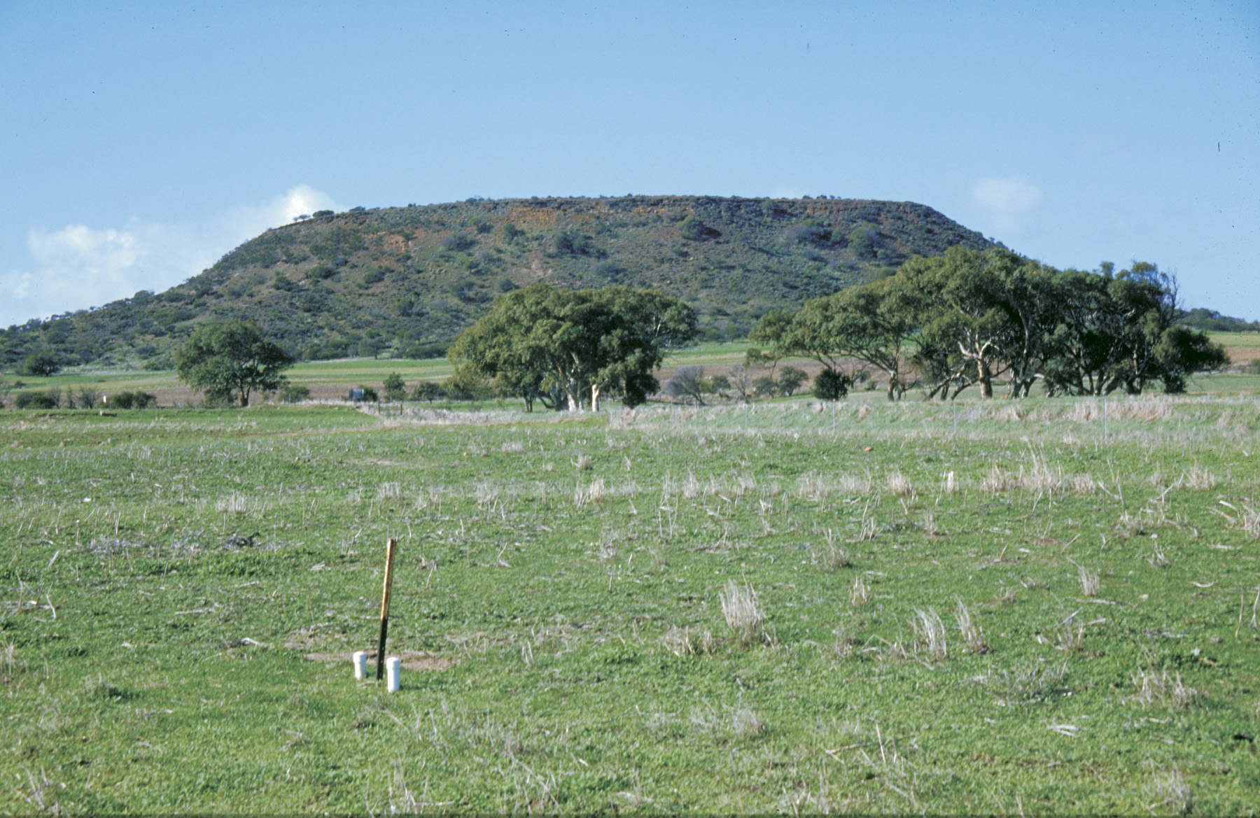Paddock of pasture