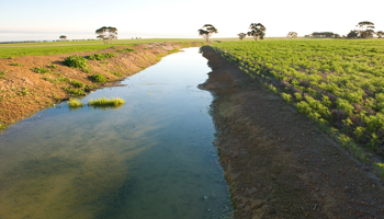 Crop intersected by drain
